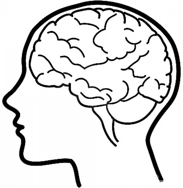 Мозг на белом фоне