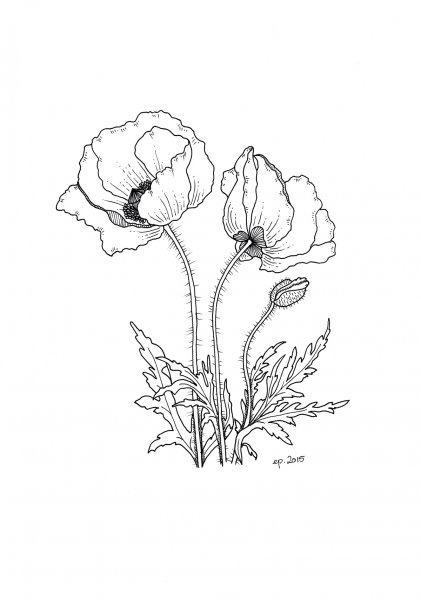 Раскраска маки цветы