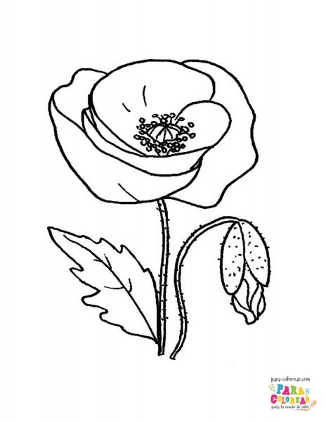 Маки раскраска для детей