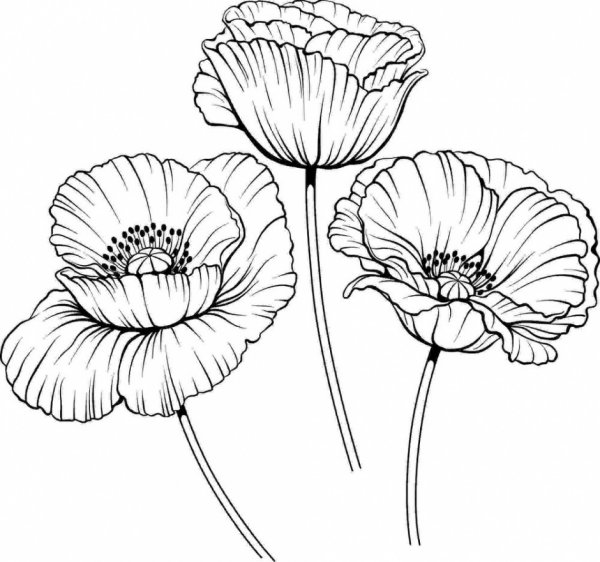 Мак карандашом