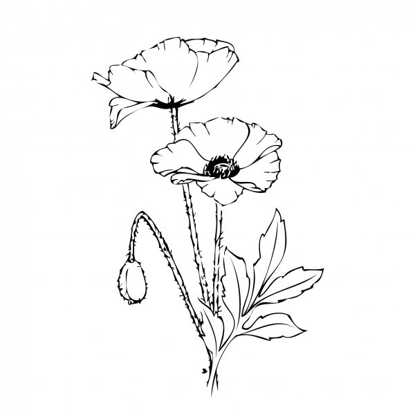 Мак карандашом