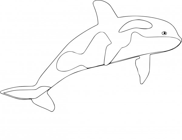 Касатка раскраска для детей