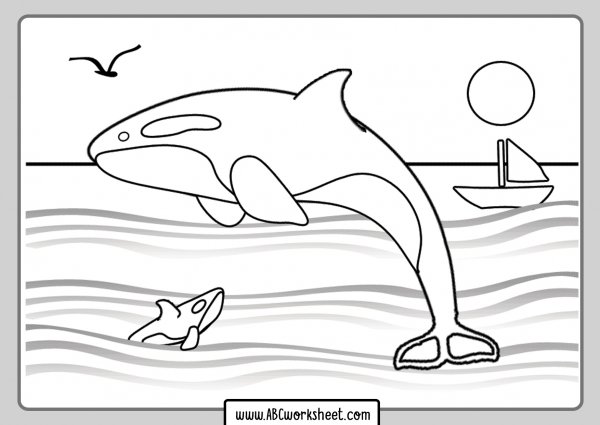 Касатка раскраска