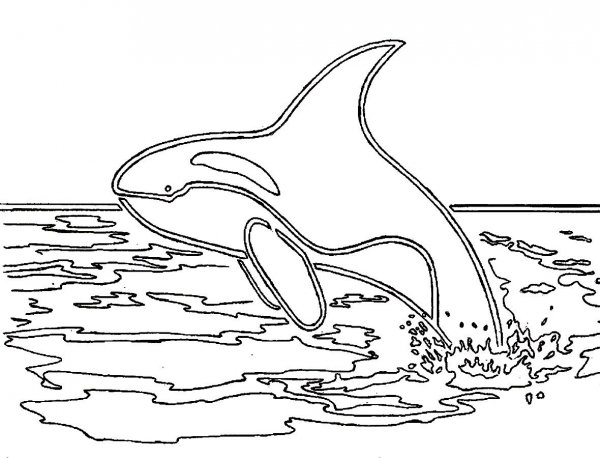 Касатка раскраска для детей