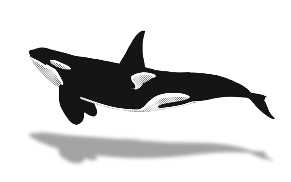 Касатка силуэт