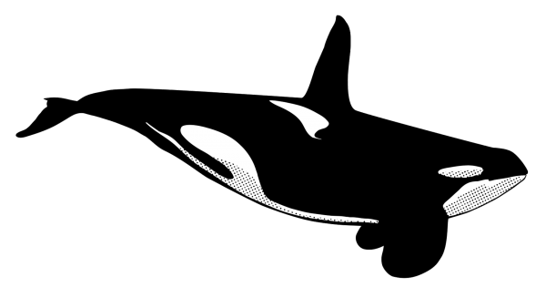 Касатка трафарет