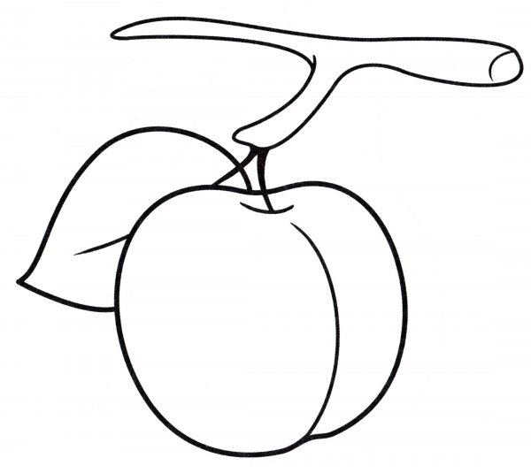 Слива раскраска для малышей