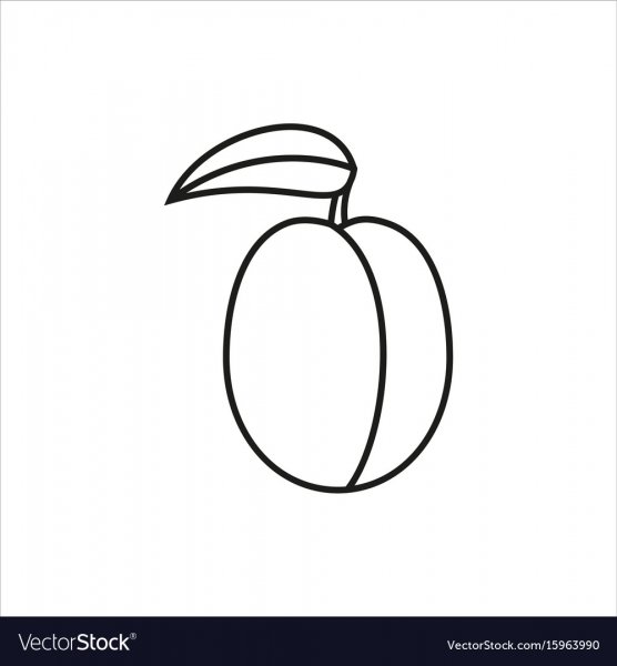 Слива раскраска для детей