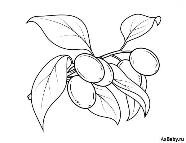 Слива раскраска для детей