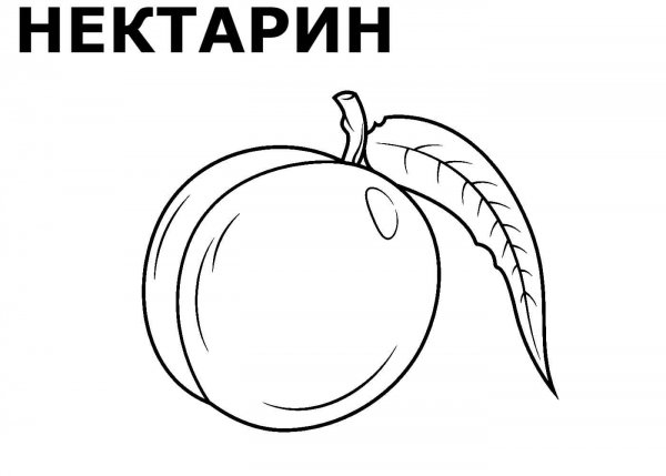 Абрикос раскраска