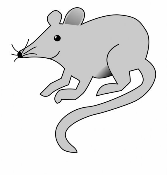 Крыса контур