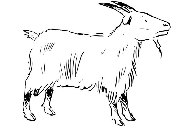 Раскраски Куза