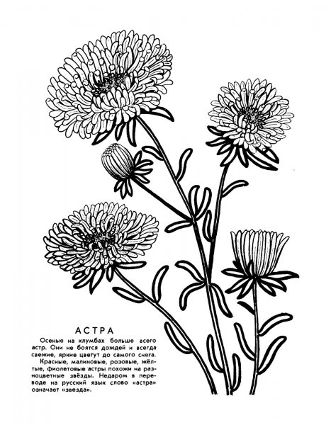 Астра черно белая