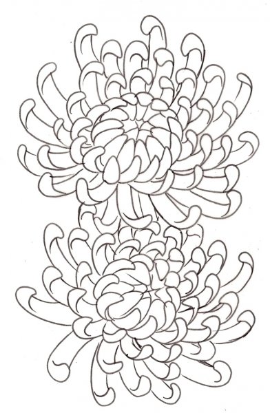 Хризантема контур