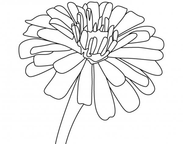 Раскраска Астра цветок