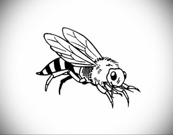 Раскраска насекомые