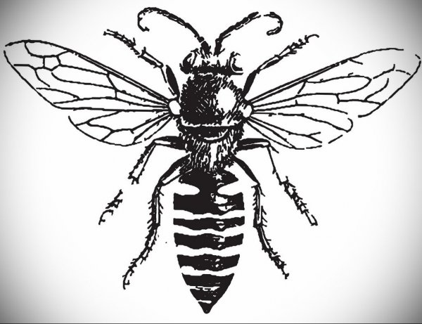 Wasp тату эскиз