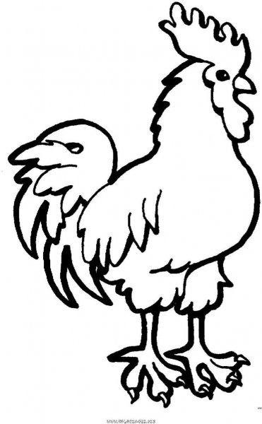 Петух рисунок