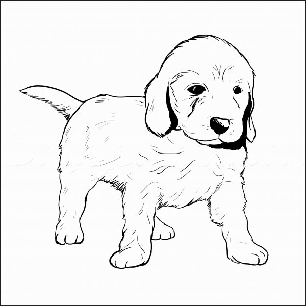 Золотистый ретривер раскраска