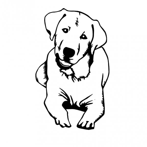 Лабрадор для выжигания