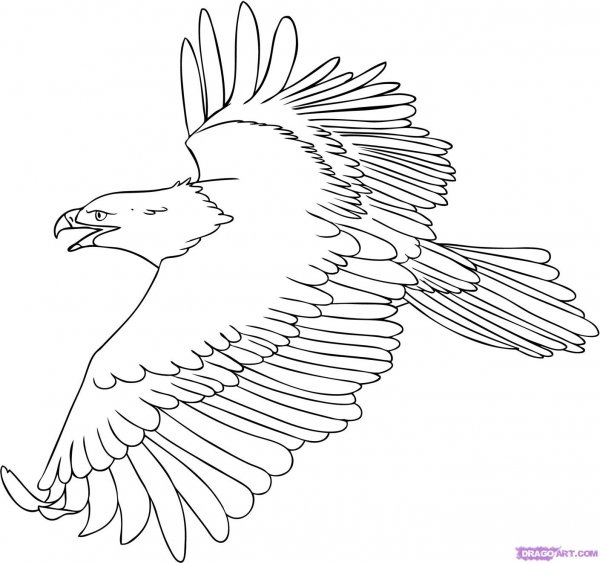 Орел раскраска