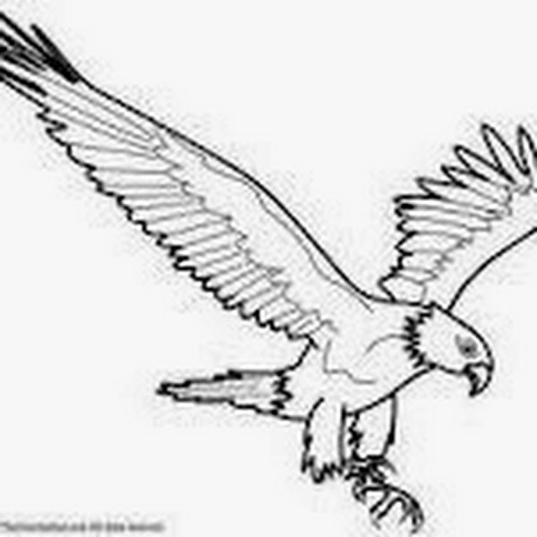 Раскраска Коршун для детей