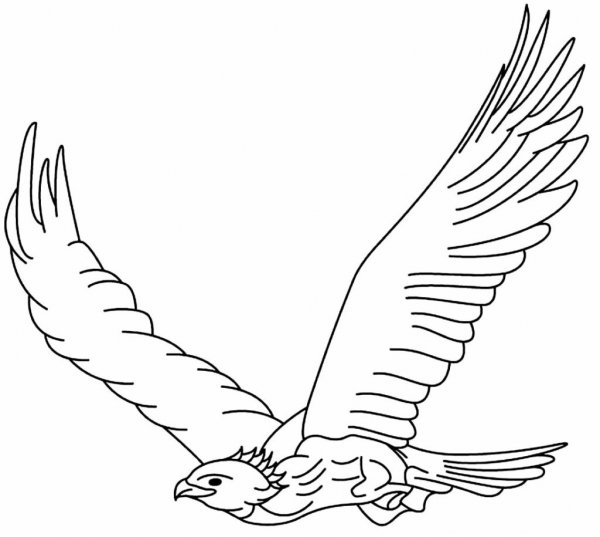 Орел в полете рисунок