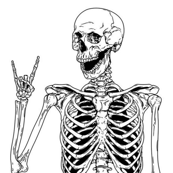 Скелет человека во весь рост