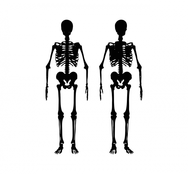 Скелет рисунок