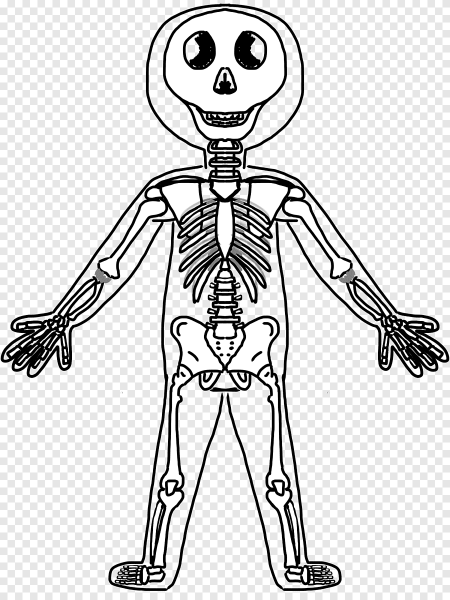 Мужской скелет человека