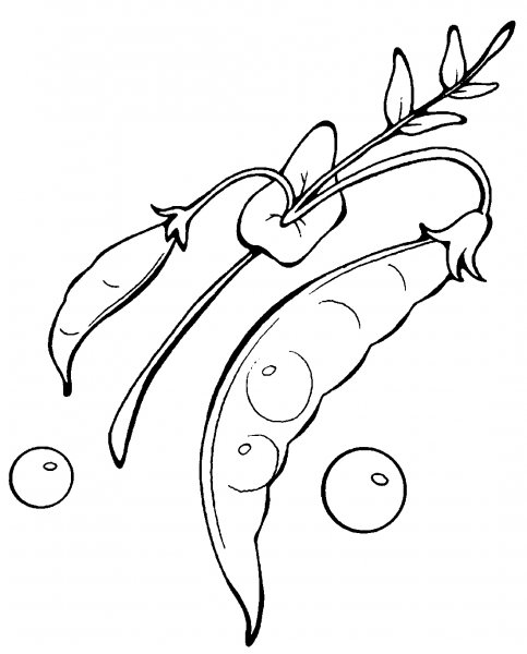 Раскраска для малышей горох в стручке