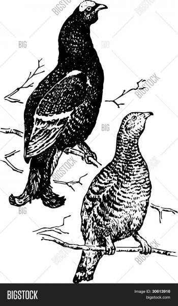 Глухарь раскраска для детей