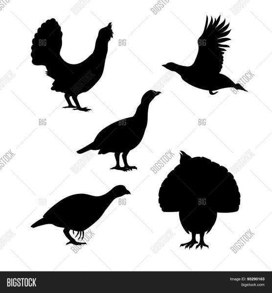 Тетерев раскраска для детей