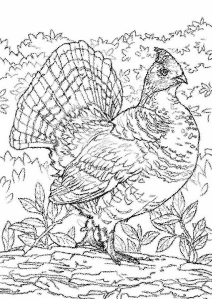 Глухарь раскраска