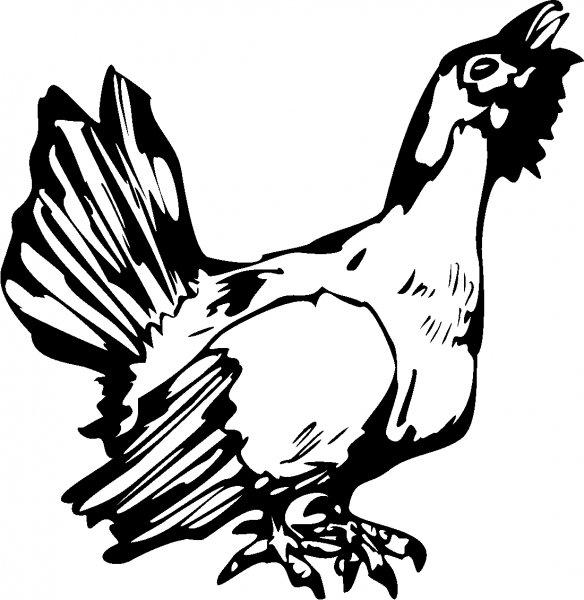 Глухарь иллюстрация