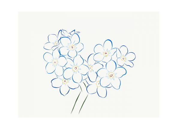 Раскраска цветов незабудки