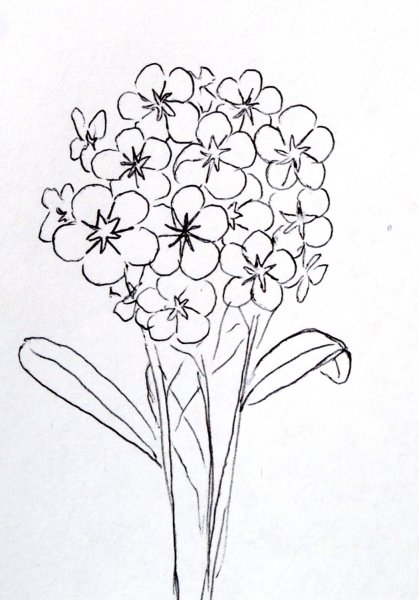 Незабудка раскраска