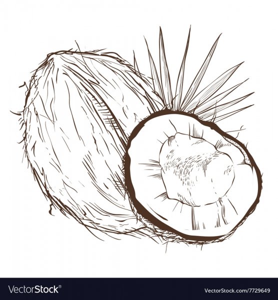 Рисование на кокосе