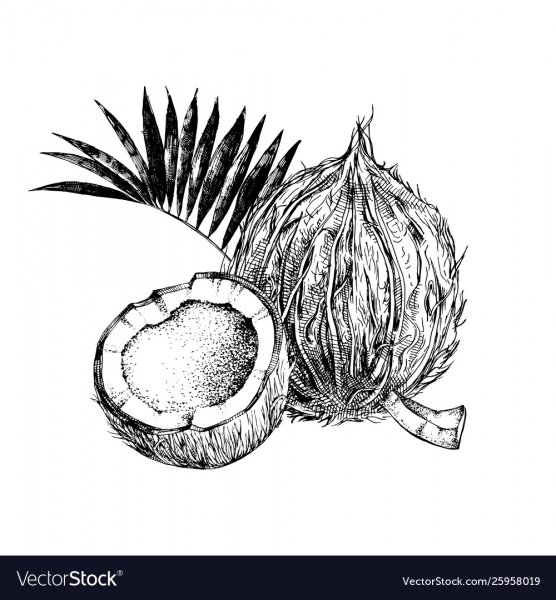 Половина кокоса вектор