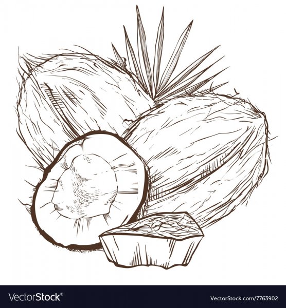 Кокос для раскрашивания