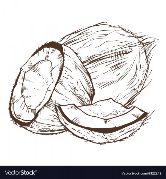 Кокос скетч