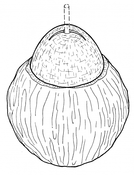 Кокос раскраска для детей