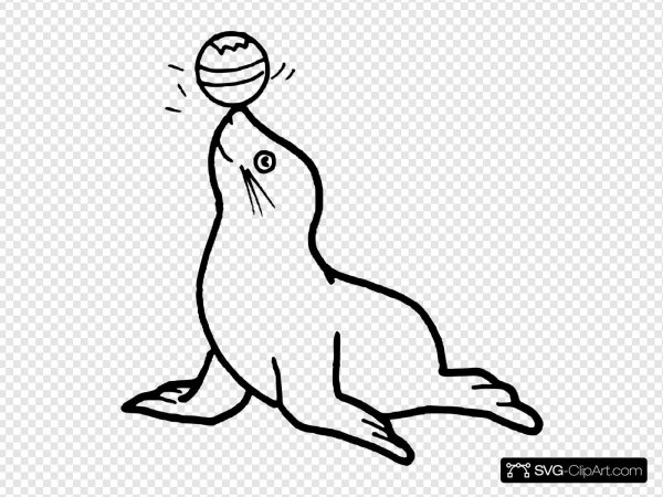 Морской котик контур