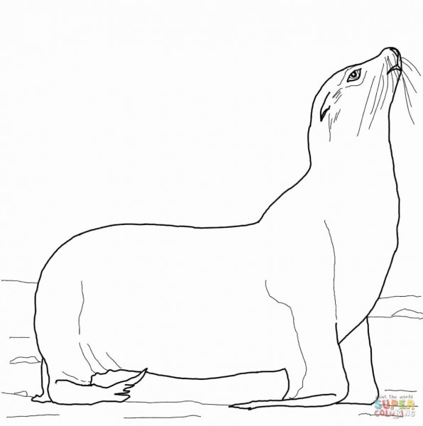 Раскраски морских Львов