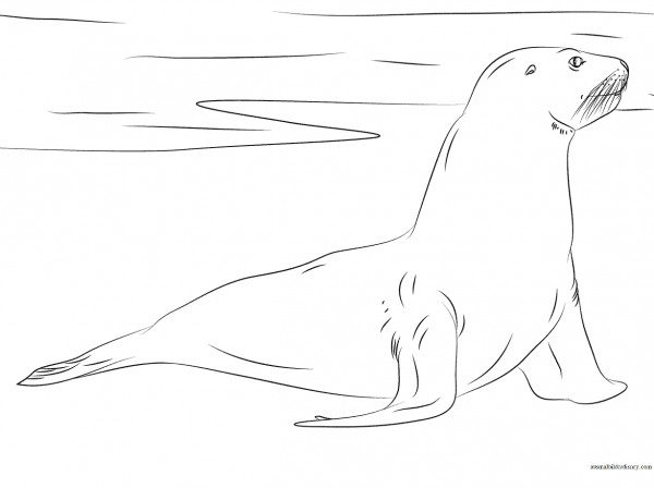 Морской Лев раскраска