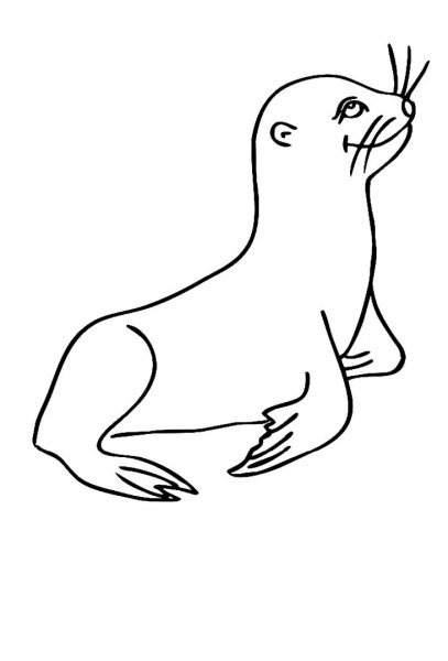 Тюлень раскраска