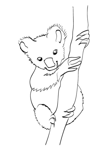 Куала раскраска для детей