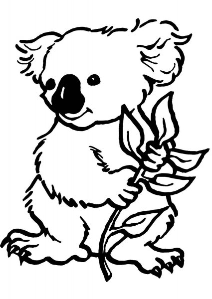 Коала раскраска для детей