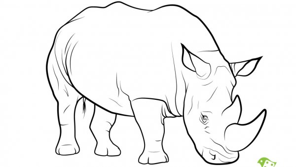 Белый носорог раскраска