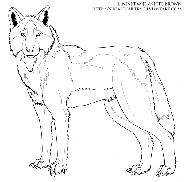 Волк схематично
